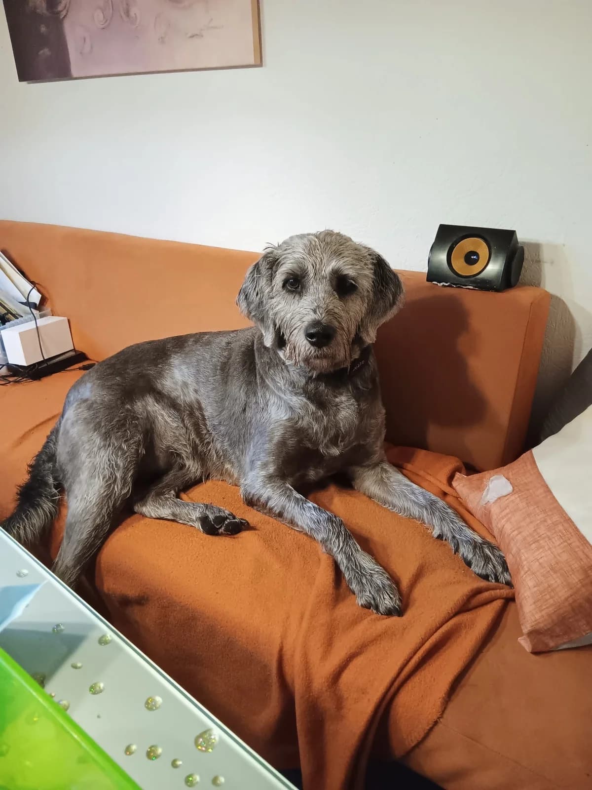 Aria, female 7yo Mixed Breed for adoption at Ein Herz für Streuner e.V., München