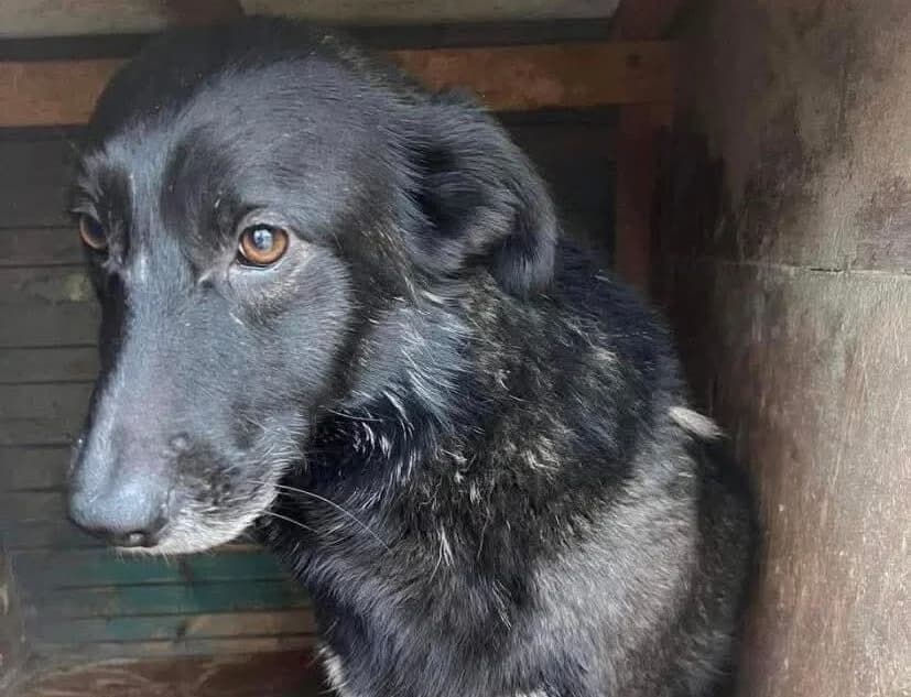 Aria, female senior Mixed Breed for adoption at Ein Herz für Streuner e.V., München