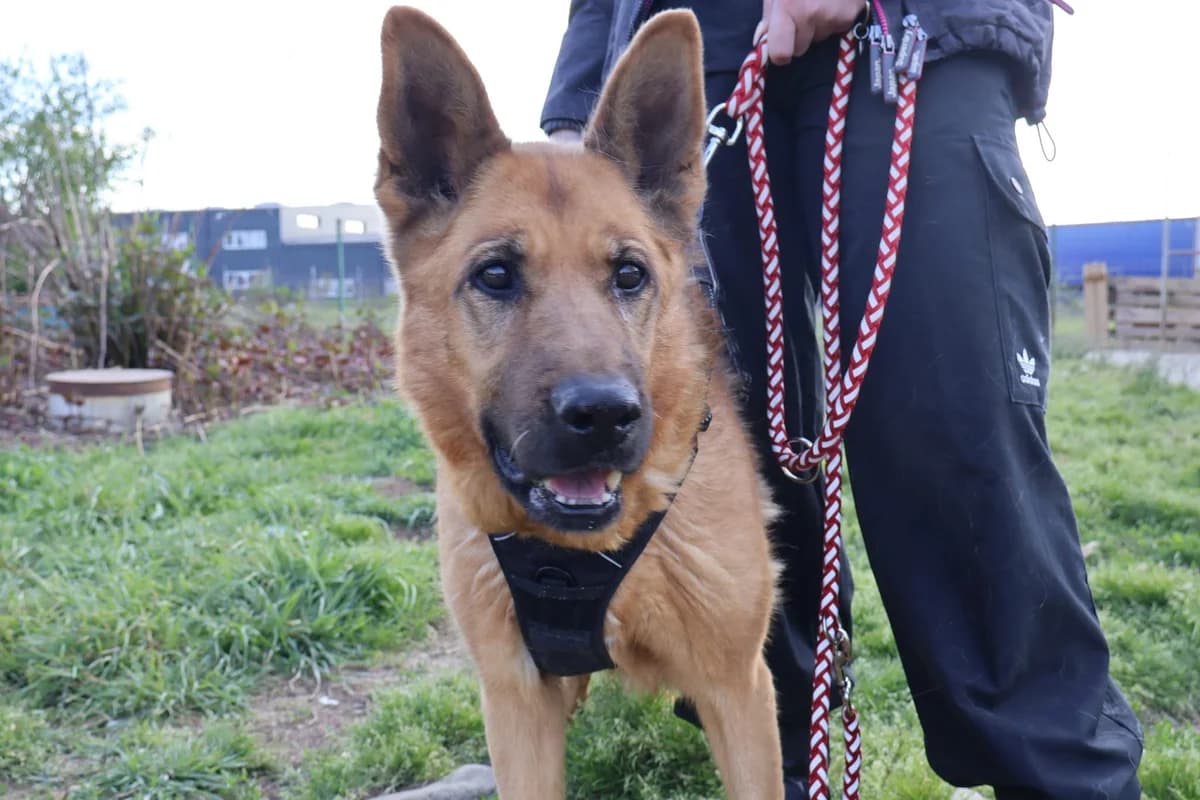 Ariana, female 6yo Mixed Breed for adoption at Ein Herz für Streuner e.V., München