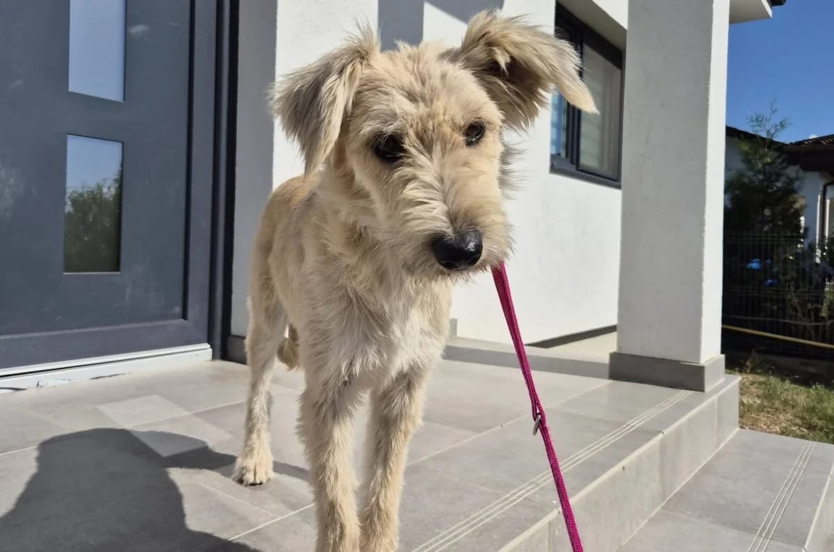 Arianna, female young Mixed Breed for adoption at Ein Herz für Streuner e.V., München