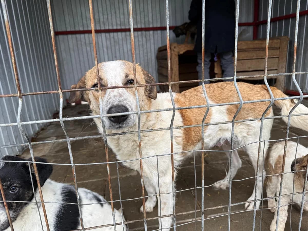 Ariel, weiß female 3yo Mixed Breed for adoption at Ein Herz für Streuner e.V., München