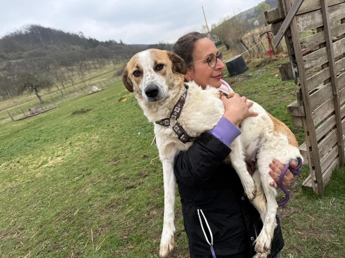 Ariel, weiß female 3yo Mixed Breed for adoption at Ein Herz für Streuner e.V., München