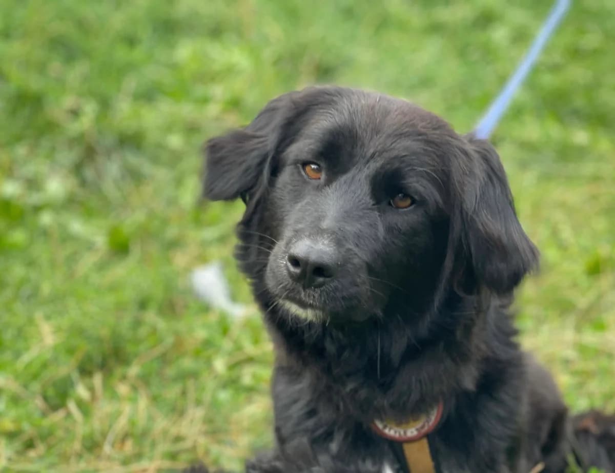 Ariella, weiß female young Mixed Breed for adoption at Ein Herz für Streuner e.V., München