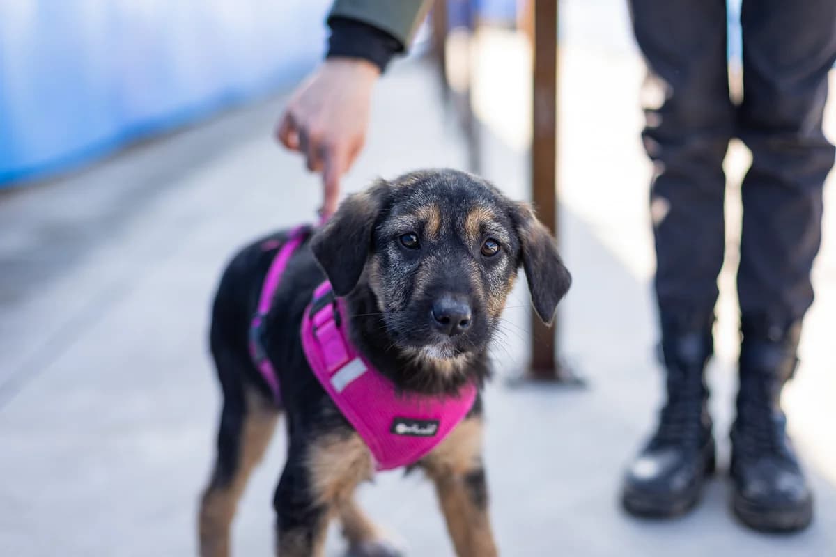 Arima, schwarz female puppy Mixed Breed for adoption at Ein Herz für Streuner e.V., München