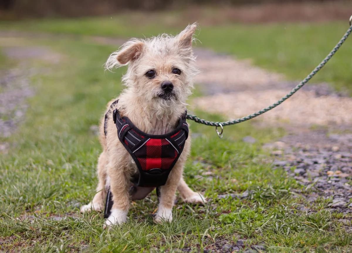 Arima, female senior Mixed Breed for adoption at Ein Herz für Streuner e.V., München