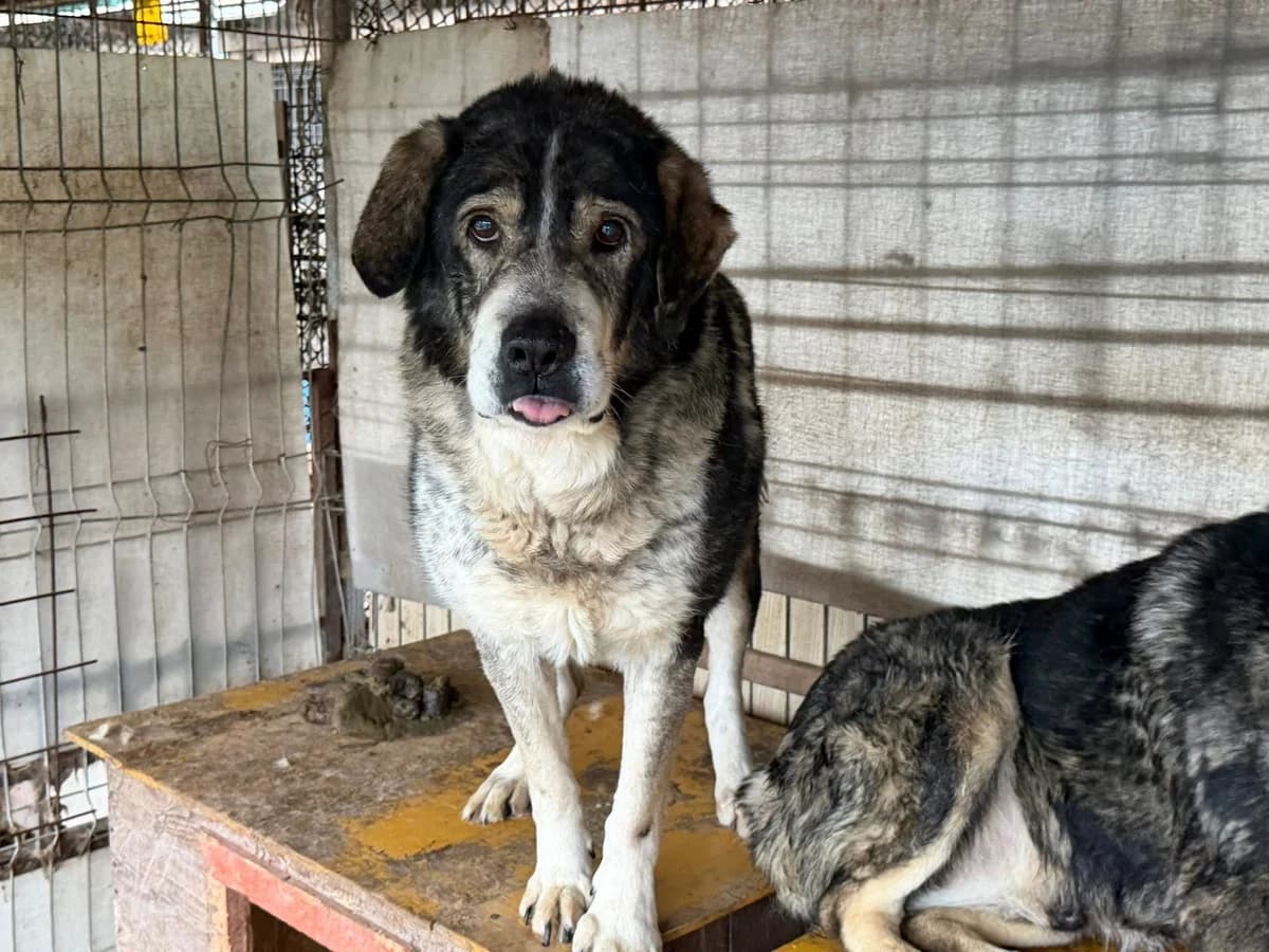 Aris, male senior Mixed Breed for adoption at Ein Herz für Streuner e.V., München