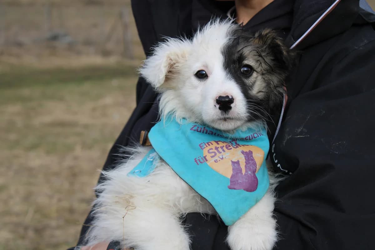 Aristeas, braun male puppy Mixed Breed for adoption at Ein Herz für Streuner e.V., München