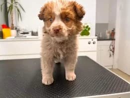Arisu, puppy Mixed Breed for adoption at Ein Herz für Streuner e.V., München