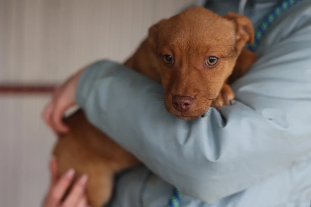 Ariu, female puppy Mixed Breed for adoption at Ein Herz für Streuner e.V., München