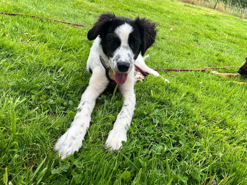 Arizona, female puppy Mixed Breed for adoption at Ein Herz für Streuner e.V., München
