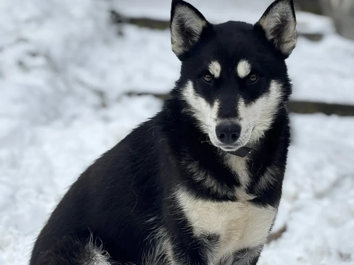 Arja, female 5yo Mixed Breed for adoption at Ein Herz für Streuner e.V., München