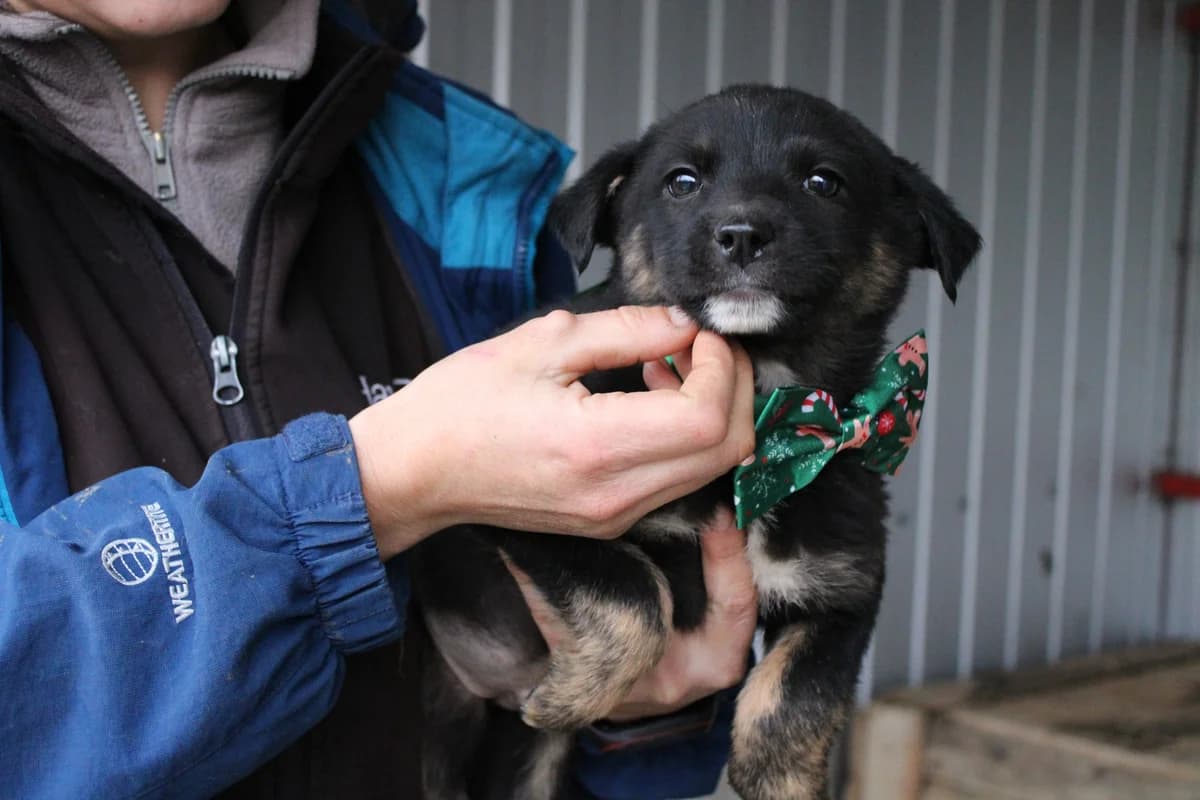 Arlo, weiß male puppy Mixed Breed for adoption at Ein Herz für Streuner e.V., München