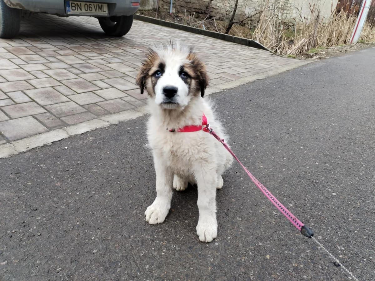 Arlo, male puppy Mixed Breed for adoption at Ein Herz für Streuner e.V., München
