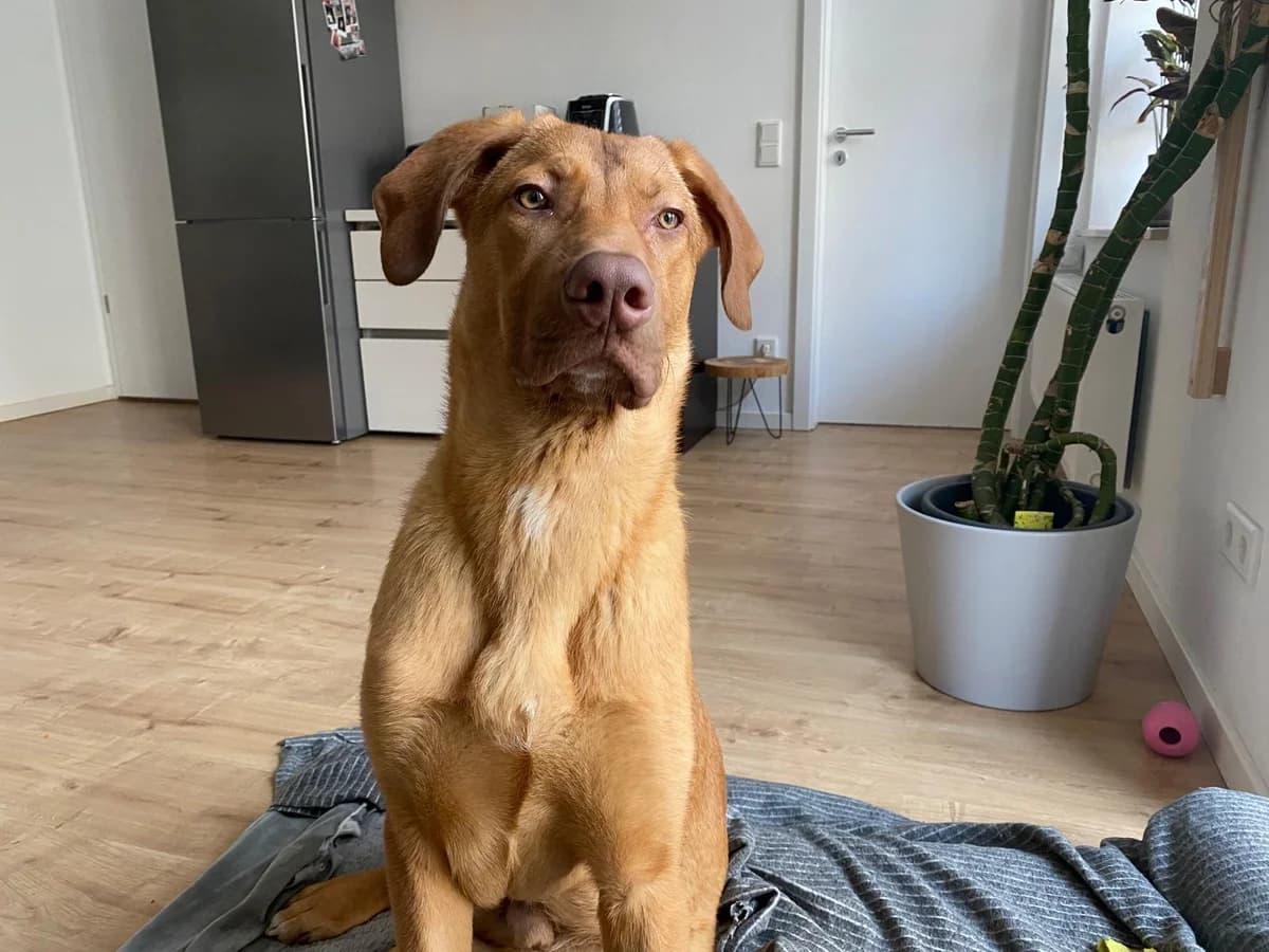 Arlo, male 5yo Mixed Breed for adoption at Ein Herz für Streuner e.V., München