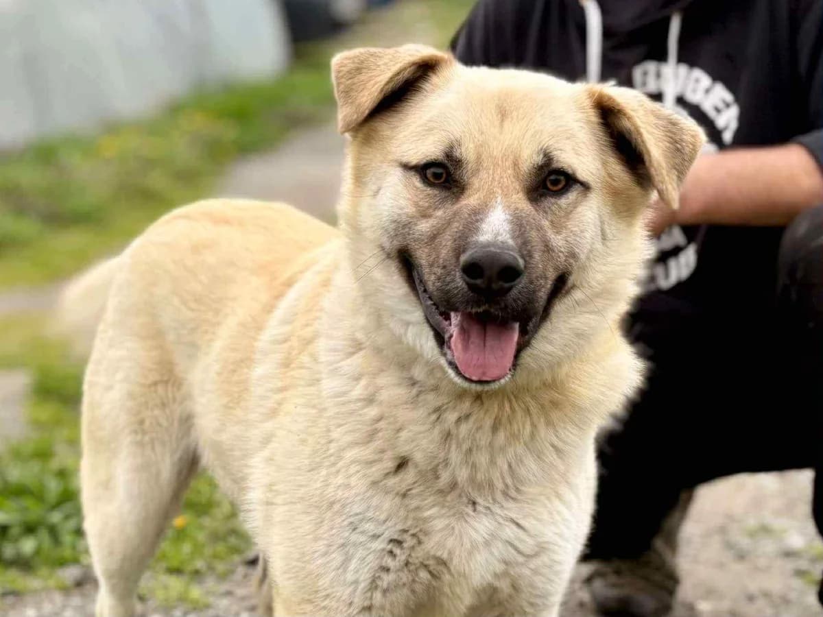 Arlo, male 5yo Mixed Breed for adoption at Ein Herz für Streuner e.V., München