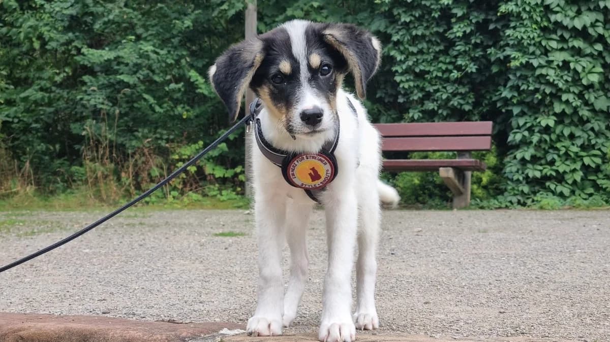 Armen, male puppy Mixed Breed for adoption at Ein Herz für Streuner e.V., München
