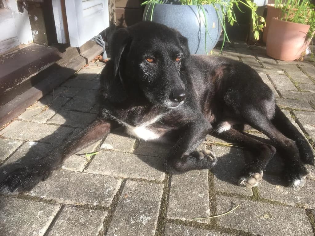 Arni, male 5yo Mixed Breed for adoption at Ein Herz für Streuner e.V., München