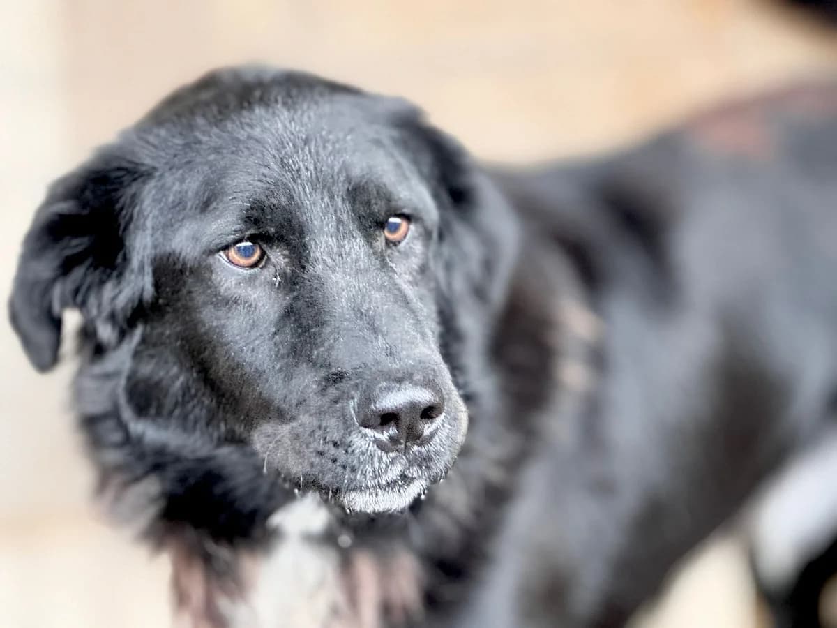 Arnie, weiß male 4yo Mixed Breed for adoption at Ein Herz für Streuner e.V., München