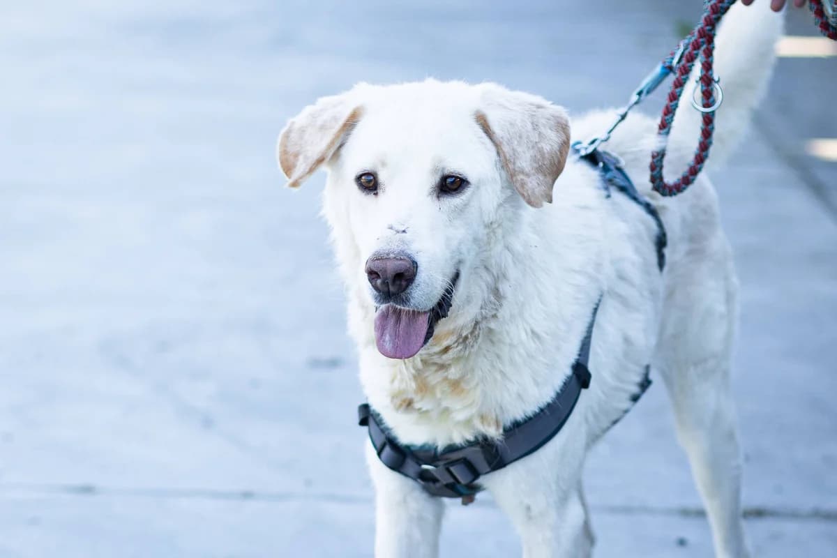 Arno, male 5yo Mixed Breed for adoption at Ein Herz für Streuner e.V., München
