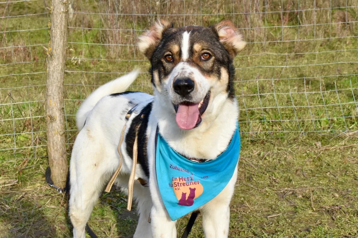 Aron, male 5yo Mixed Breed for adoption at Ein Herz für Streuner e.V., München