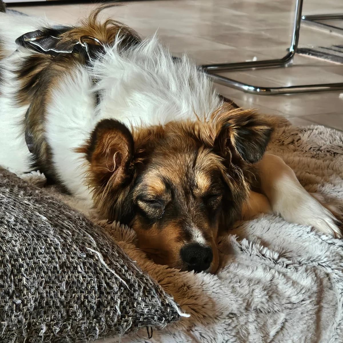Arthur, male puppy Mixed Breed for adoption at Ein Herz für Streuner e.V., München