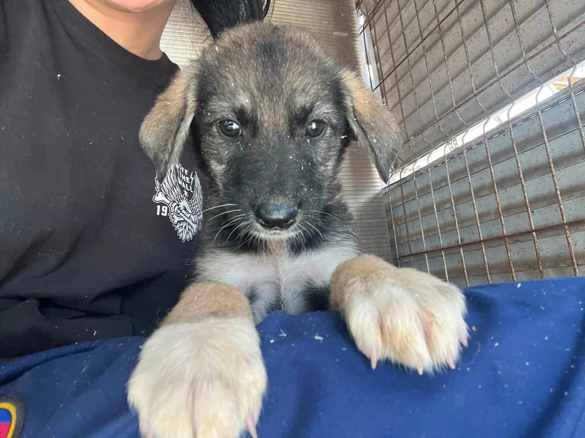 Arthur, male puppy Mixed Breed for adoption at Ein Herz für Streuner e.V., München