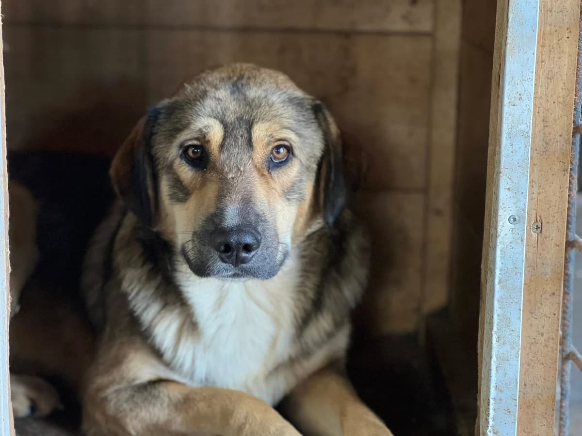 Arthur, male young Mixed Breed for adoption at Ein Herz für Streuner e.V., München