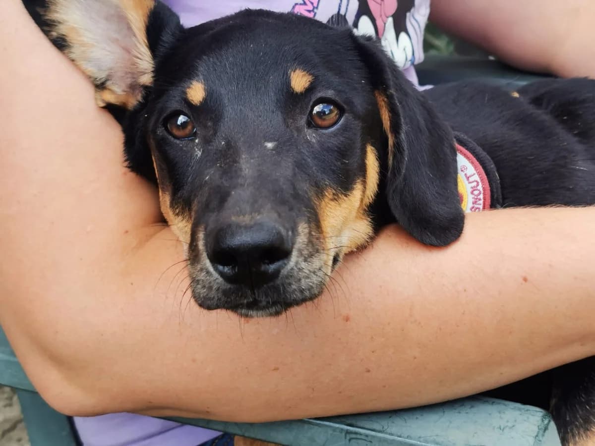 Arthur, male puppy Mixed Breed for adoption at Ein Herz für Streuner e.V., München