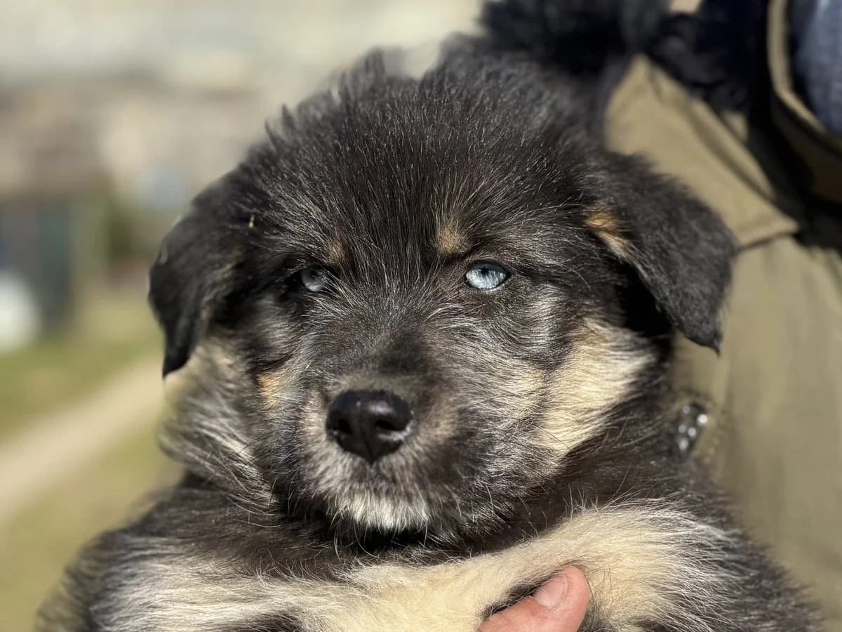 Artos, male puppy Mixed Breed for adoption at Ein Herz für Streuner e.V., München