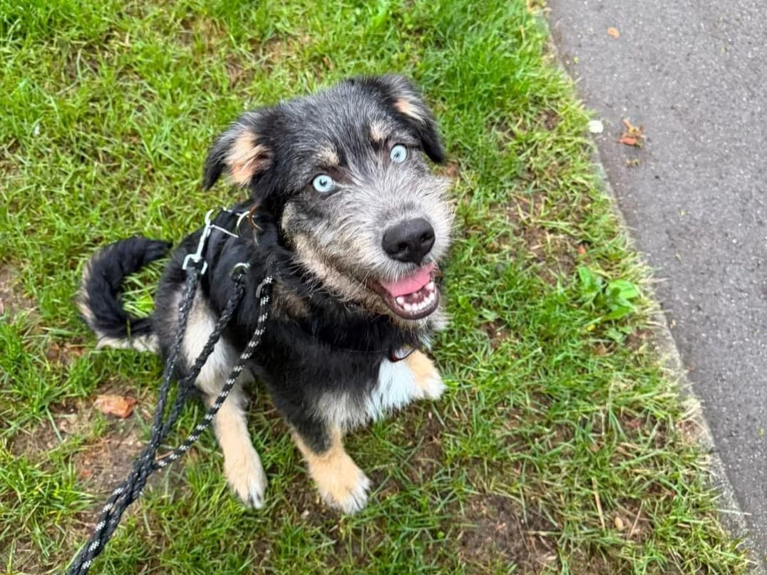Artos, male puppy Mixed Breed for adoption at Ein Herz für Streuner e.V., München