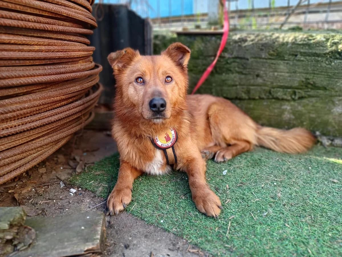 Arturo, male young Mixed Breed for adoption at Ein Herz für Streuner e.V., München