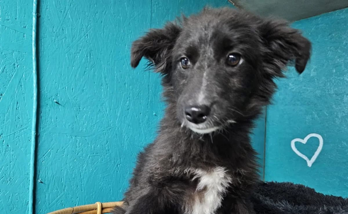 Aruna, weiß female puppy Mixed Breed for adoption at Ein Herz für Streuner e.V., München