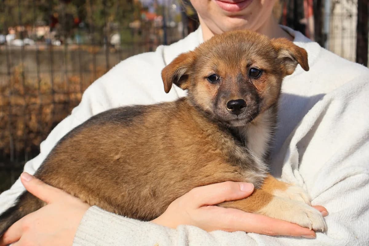 Arwen, weiß female puppy Mixed Breed for adoption at Ein Herz für Streuner e.V., München