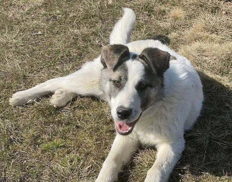 Arwen, male puppy Mixed Breed for adoption at Ein Herz für Streuner e.V., München