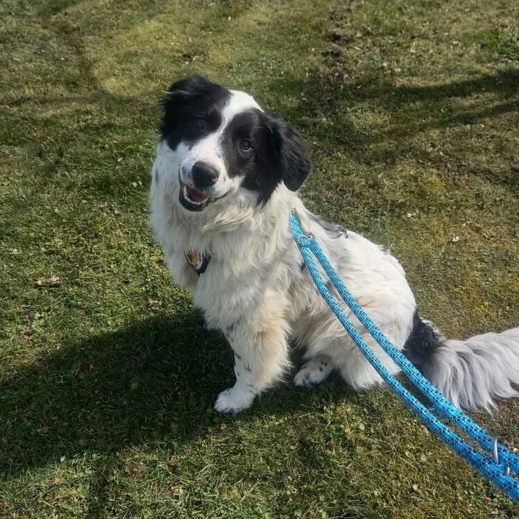 Asa, female puppy Mixed Breed for adoption at Ein Herz für Streuner e.V., München