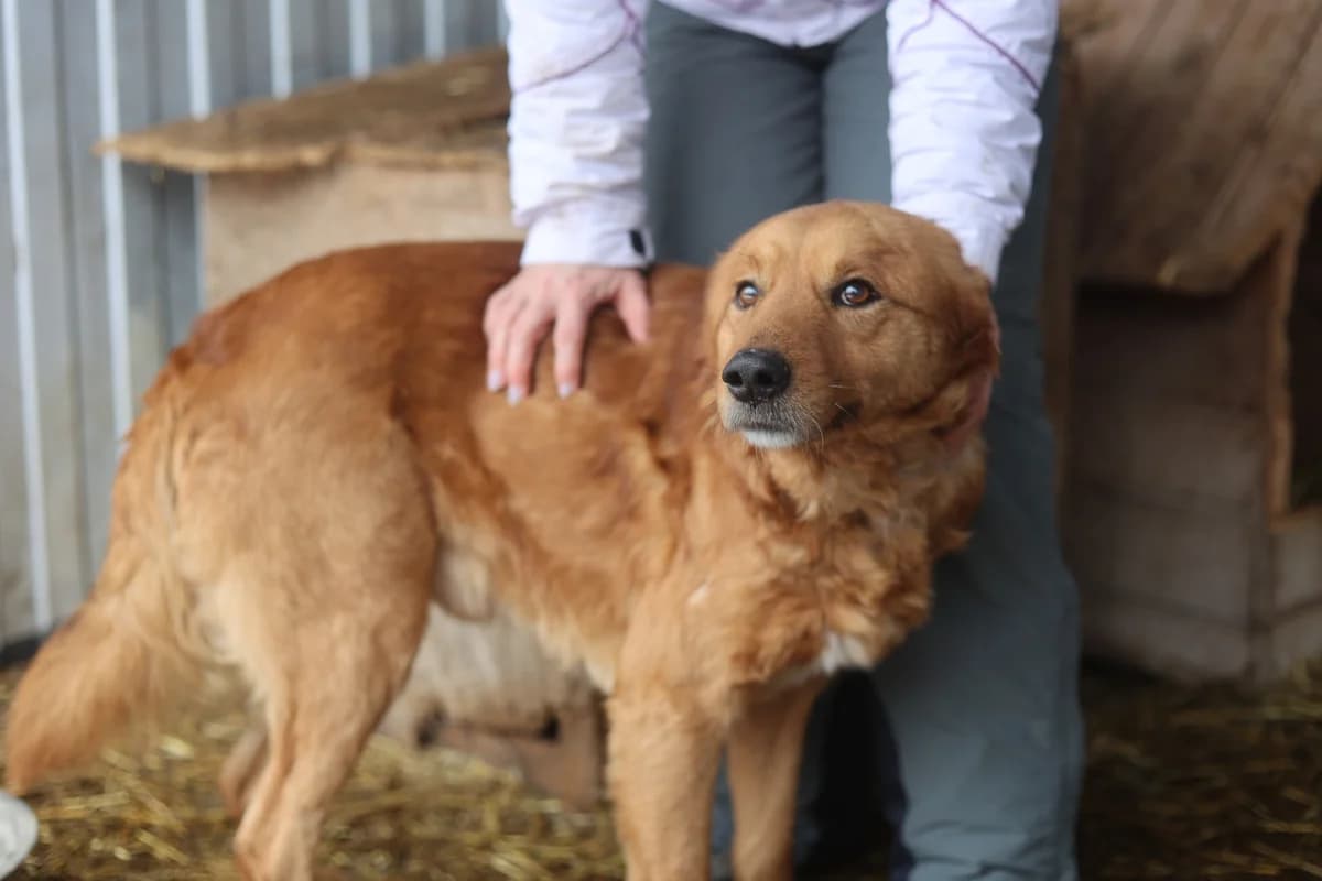 Asco, male 4yo Mixed Breed for adoption at Ein Herz für Streuner e.V., München
