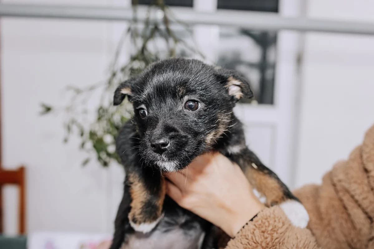 Asha, female puppy Mixed Breed for adoption at Ein Herz für Streuner e.V., München