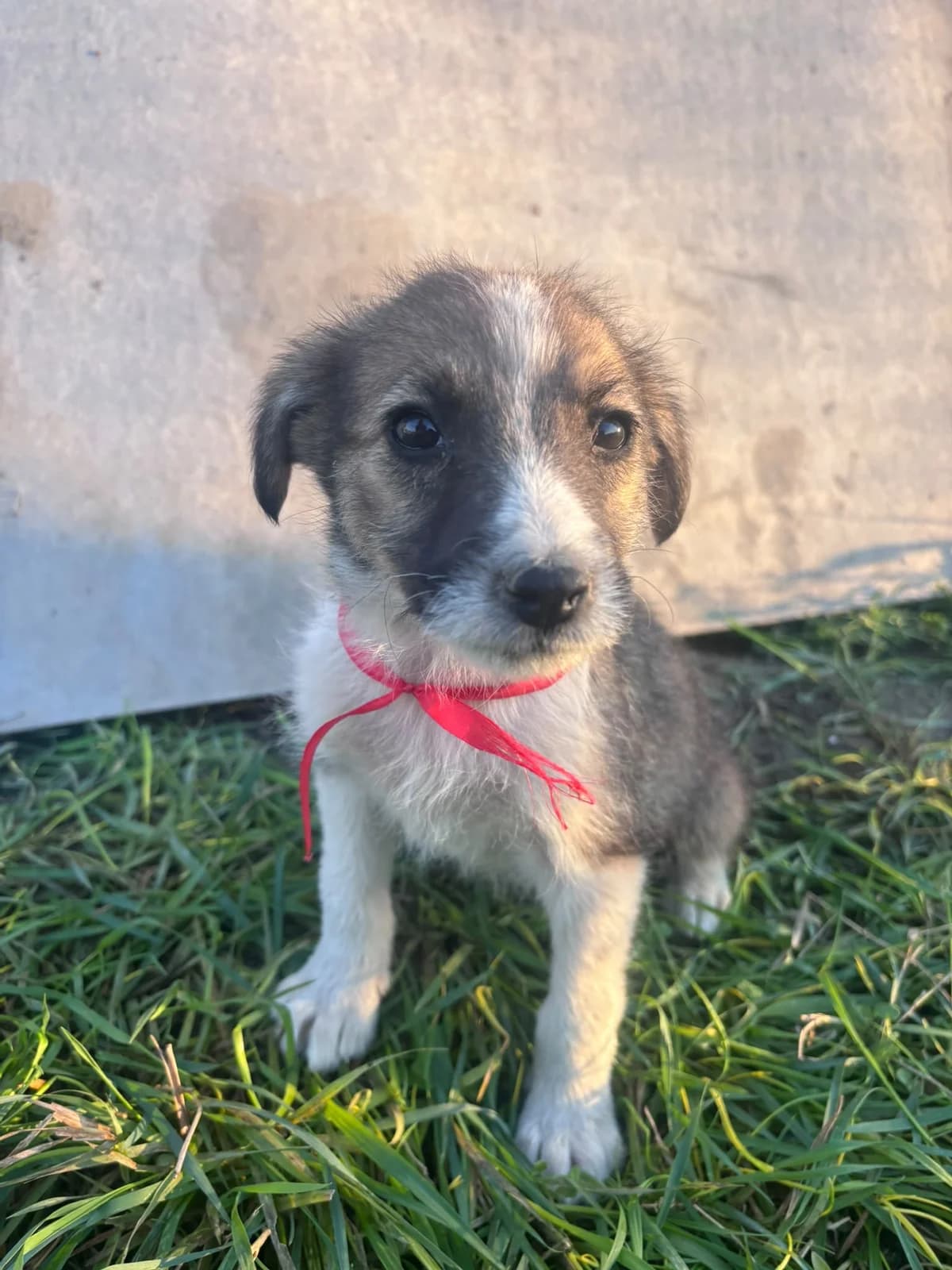 Asha, female puppy Mixed Breed for adoption at Ein Herz für Streuner e.V., München