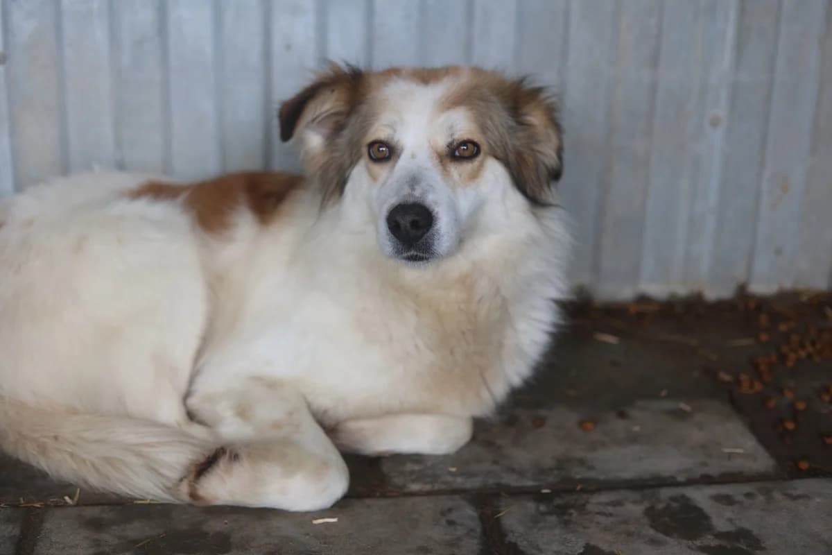 Ashana, female senior Mixed Breed for adoption at Ein Herz für Streuner e.V., München
