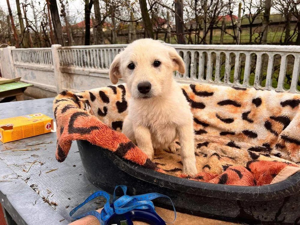 Asher, Mixed Breed for adoption at Ein Herz für Streuner e.V., München