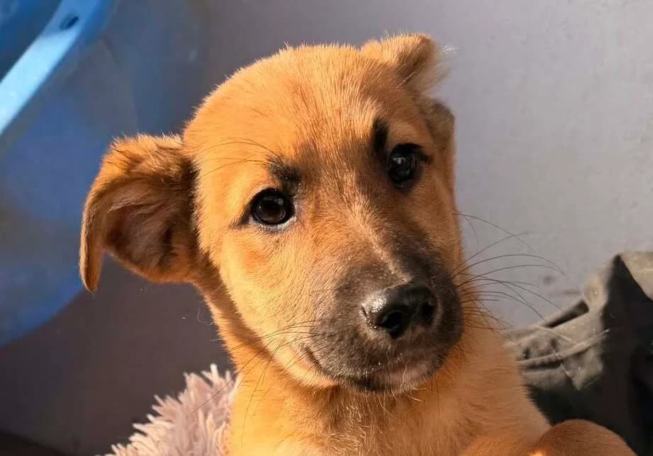 Aska, male puppy Mixed Breed for adoption at Ein Herz für Streuner e.V., München