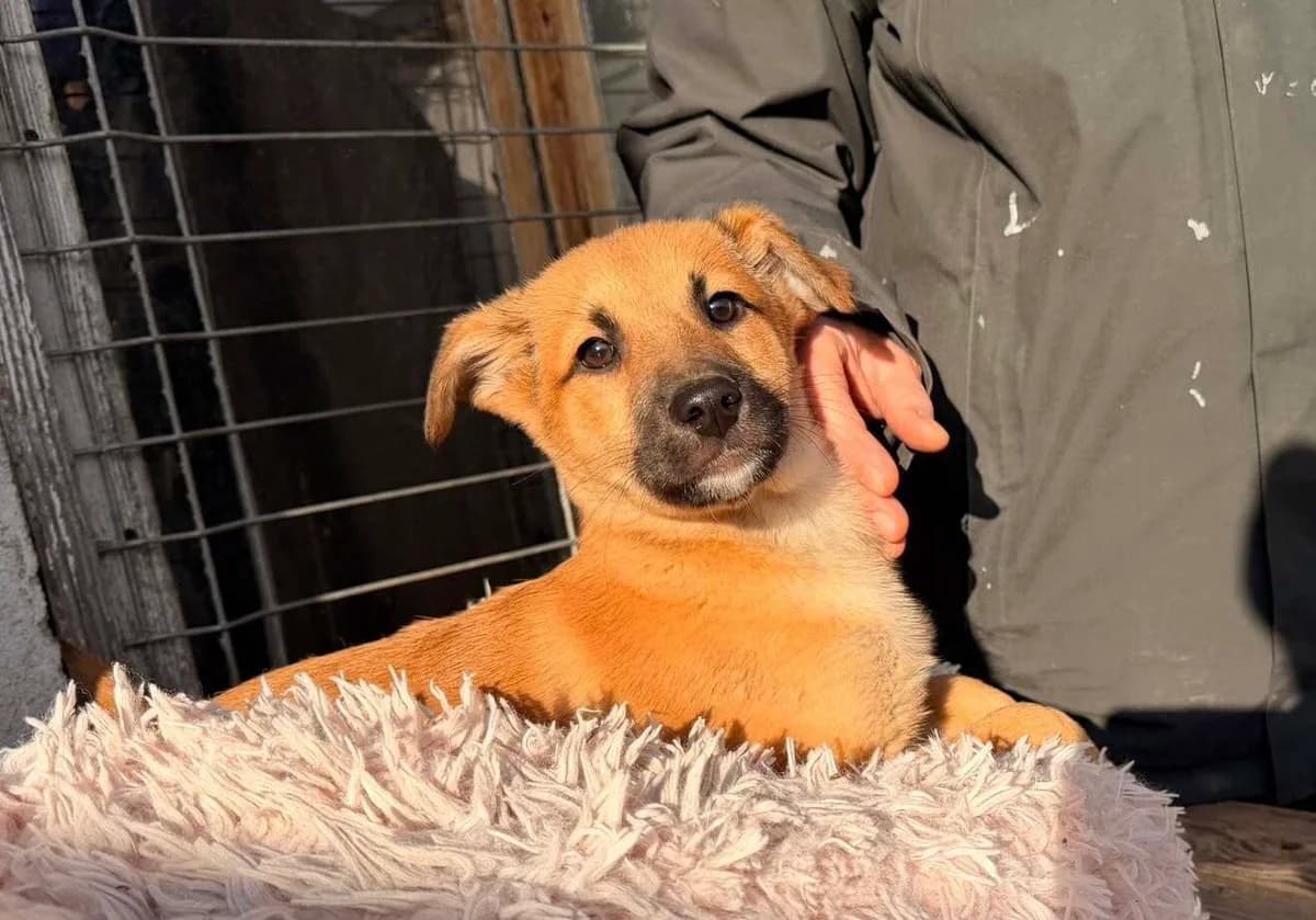 Aska, male puppy Mixed Breed for adoption at Ein Herz für Streuner e.V., München