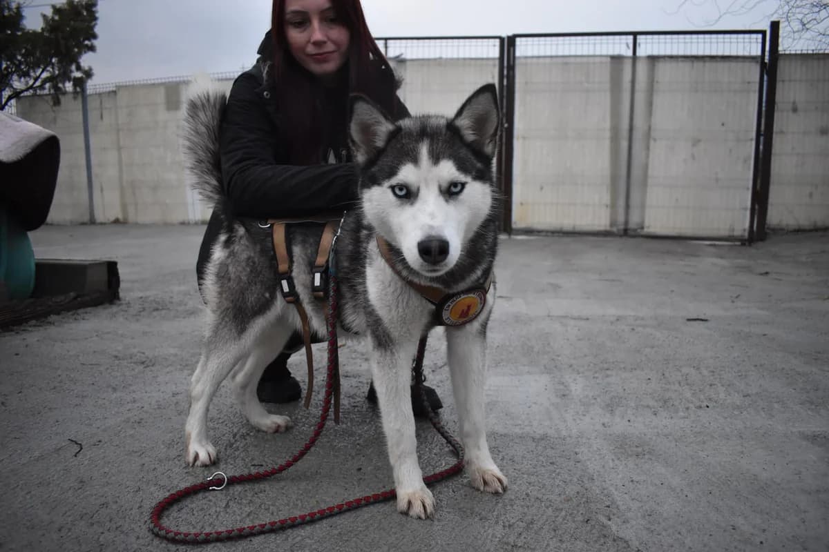Askara, grau female young Mixed Breed for adoption at Ein Herz für Streuner e.V., München
