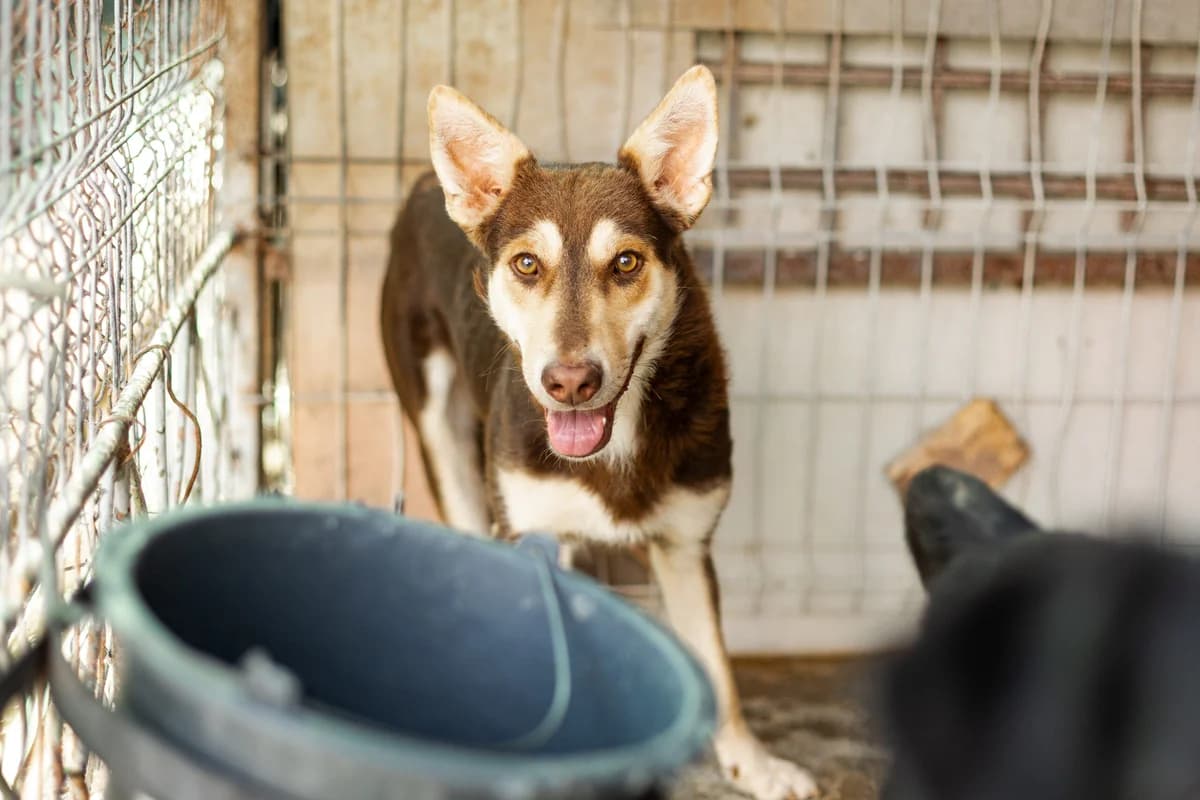 Askino, male 3yo Mixed Breed for adoption at Ein Herz für Streuner e.V., München