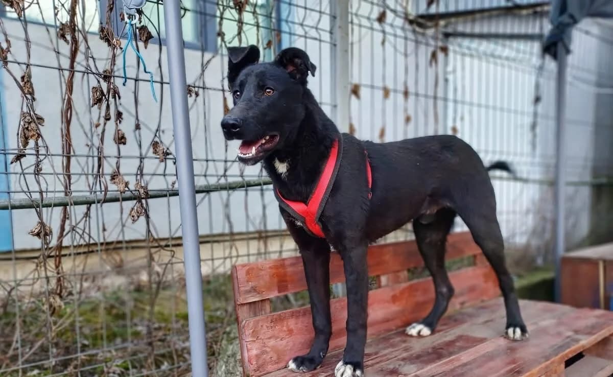 Aslan, weiß male 3yo Mixed Breed for adoption at Ein Herz für Streuner e.V., München
