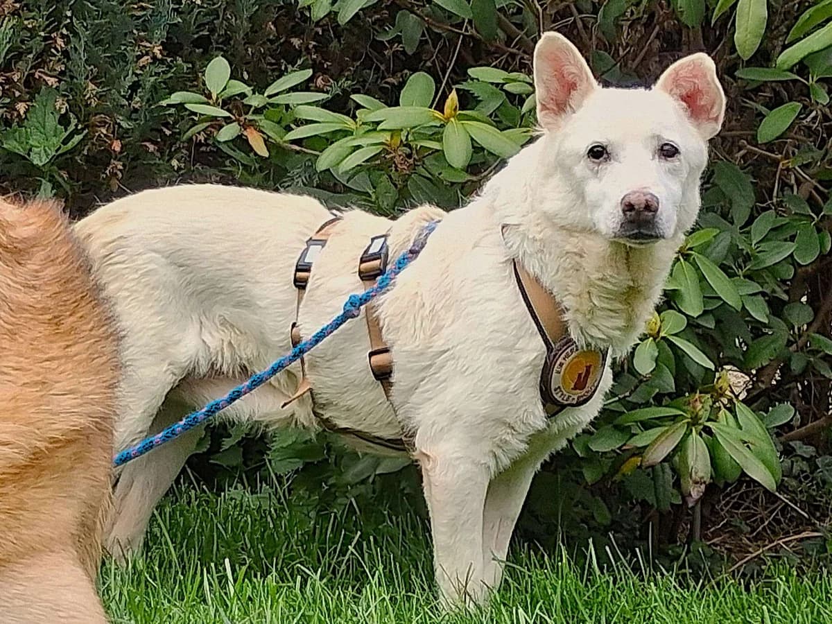 Asmin, weiß female senior Mixed Breed for adoption at Ein Herz für Streuner e.V., München