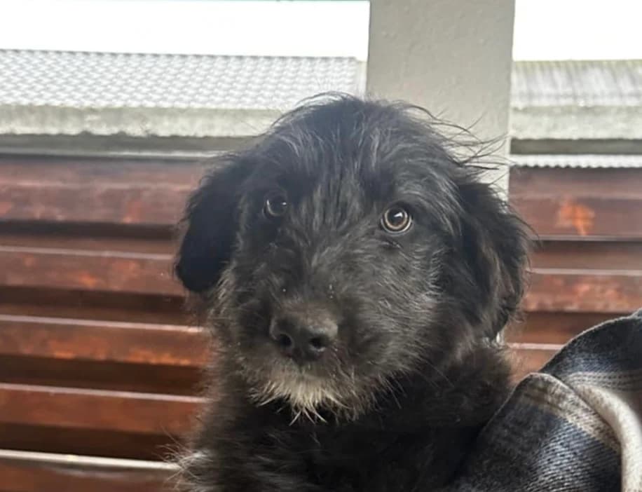Asra, weiß female puppy Mixed Breed for adoption at Ein Herz für Streuner e.V., München