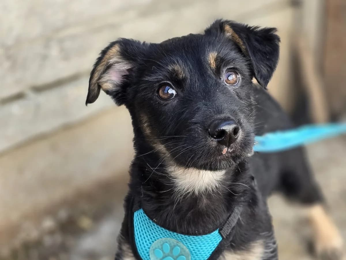 Asta, female puppy Mixed Breed for adoption at Ein Herz für Streuner e.V., München