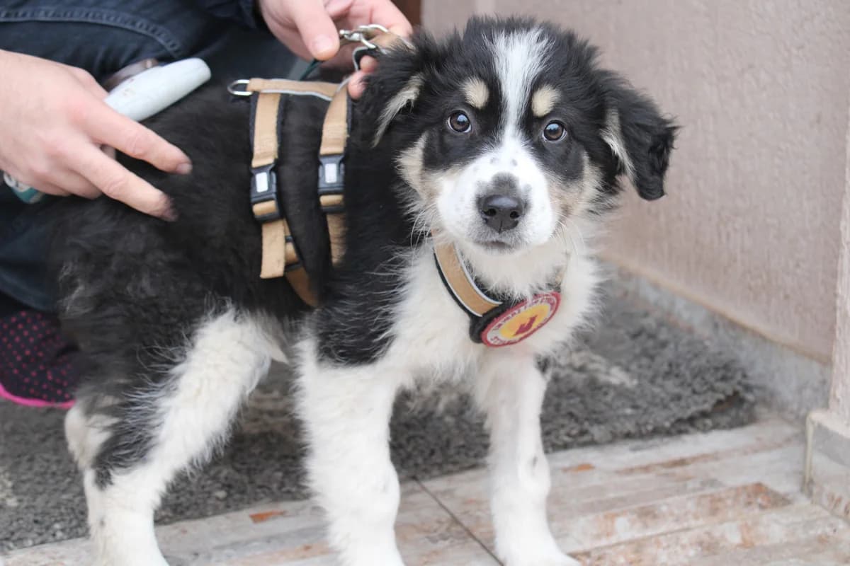 Astella, tricolor female puppy Mixed Breed for adoption at Ein Herz für Streuner e.V., München