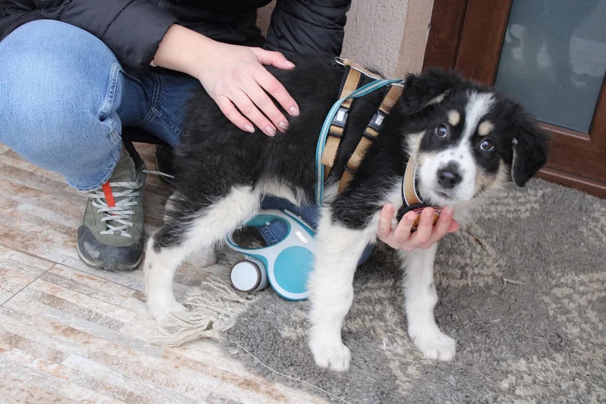 Astella, tricolor female puppy Mixed Breed for adoption at Ein Herz für Streuner e.V., München